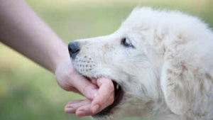 Dog Bite First Aid: Key Steps to Prevent Rabies Infection