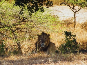 This country has the most lions in the world and its name begins with the letter ‘T’