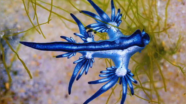 What are “blue dragons” and why are they so deadly?