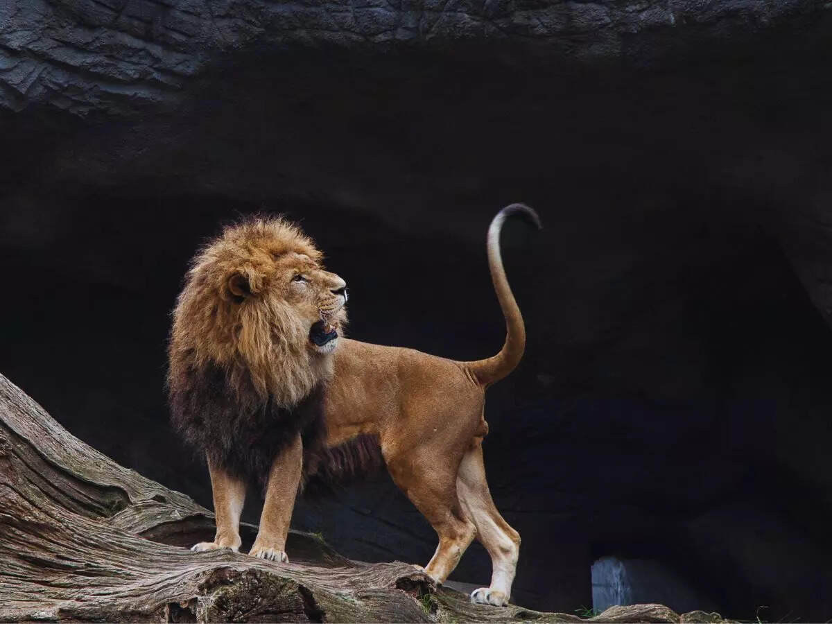 lions